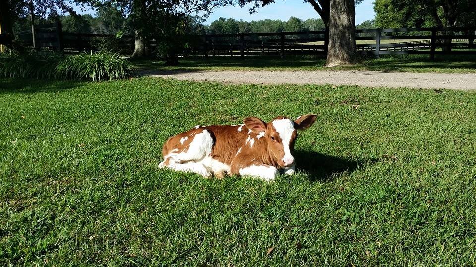 Calf resting on green grass in a sunny farm setting, surrounded by trees and a dirt path, showcasing peaceful rural life.