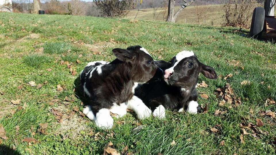Two playful black and white calves lying on green grass in a sunny field, surrounded by dry leaves and trees in the background.