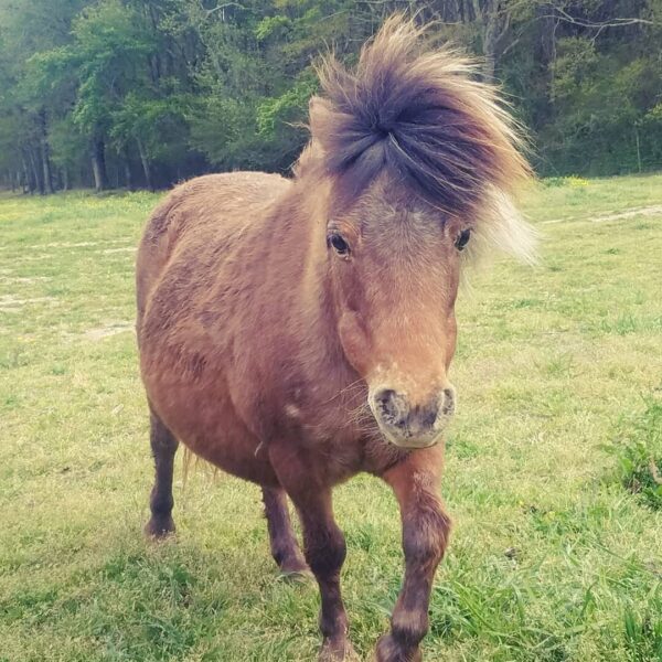 Close-up of a brown pony with a distinctive fluffy mane, standing in a grassy field surrounded by trees. The pony appears curious and friendly, showcasing its unique features and natural habitat.