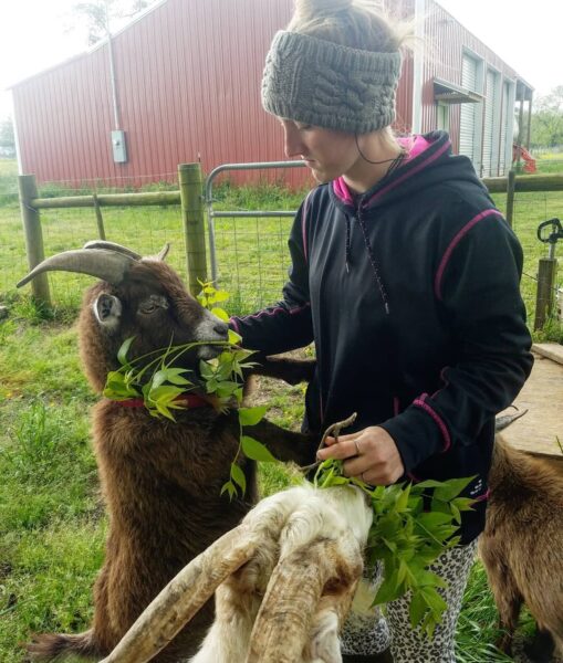 A woman in a black hoodie interacts with a brown goat wearing a collar, both enjoying greenery. The background features a red barn and a fenced area, highlighting a rural farm setting.