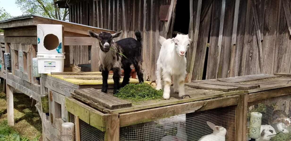 Two goats, one black and one white, stand on a wooden structure near a barn, with greenery scattered around them. In the background, a rabbit enclosure is visible, showcasing a rustic farm setting.
