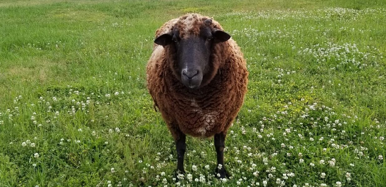 A brown sheep standing in a grassy field filled with white clover flowers, looking directly at the camera.