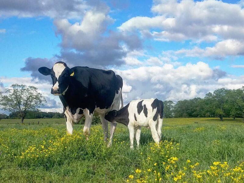A black and white Holstein cow stands in a lush green field with yellow wildflowers, while her calf nurses beside her under a bright blue sky with fluffy clouds.