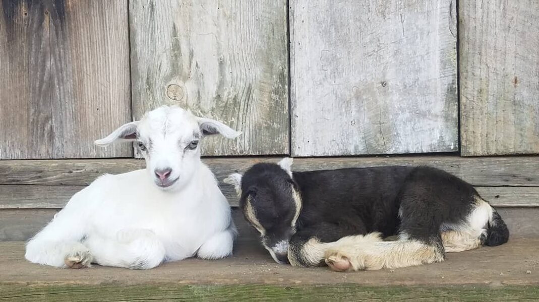 Two adorable baby goats, one white and one black, resting on a wooden surface against a rustic wooden backdrop. The white goat is looking at the camera while the black goat is lying down, showcasing their playful and peaceful nature. Ideal for farm animal enthusiasts and goat lovers.