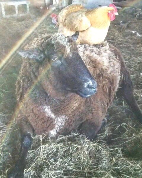 A brown sheep resting on hay with a hen perched on its back in a barn setting, showcasing the harmony between farm animals.