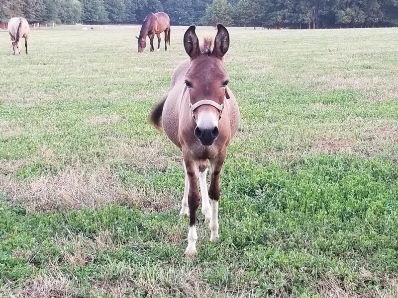 Young brown horse standing in a lush green field, with other horses grazing in the background under a clear sky.
