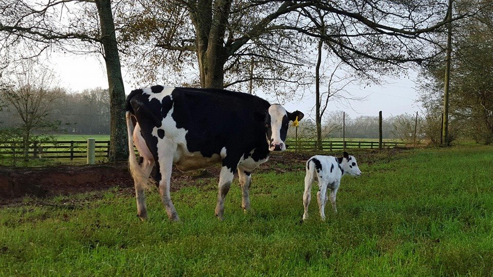 A black and white dairy cow stands in a lush green field alongside her calf, with trees and a wooden fence in the background, showcasing a serene rural landscape.