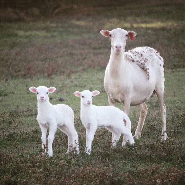A white ewe stands in a grassy field with two playful lambs, showcasing the bond between mother and offspring in a serene rural setting.