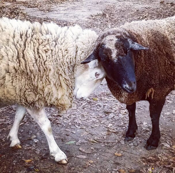 Two sheep, one white and fluffy and the other dark brown with a black face, are gently touching heads in a natural outdoor setting. The ground is covered with leaves, creating a serene farm atmosphere.