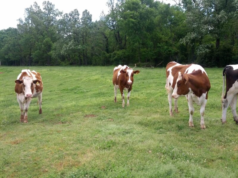 Brown and white cows grazing in a lush green pasture, surrounded by trees, showcasing a peaceful rural farm setting.